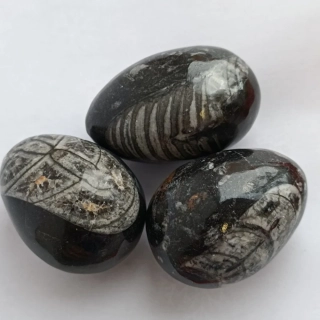 ORTHOCERAS vejce 5,5-6cm